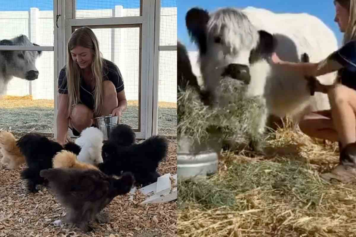 Marriah cura i suoi animali