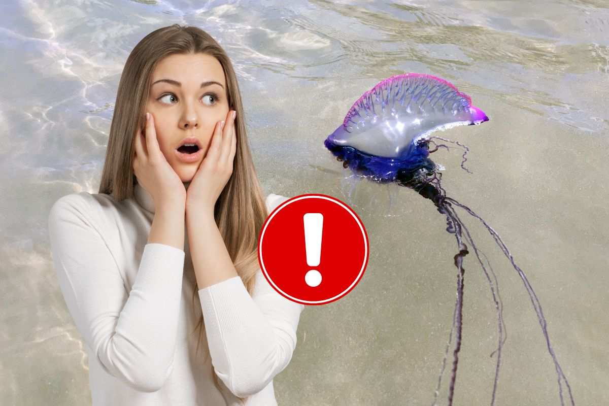 Medusa velenosa