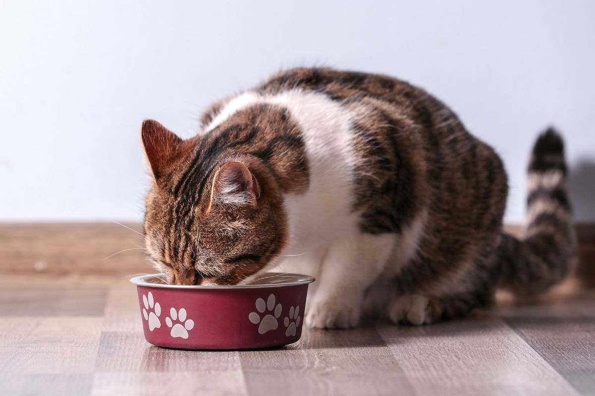 Micio consuma il suo pasto