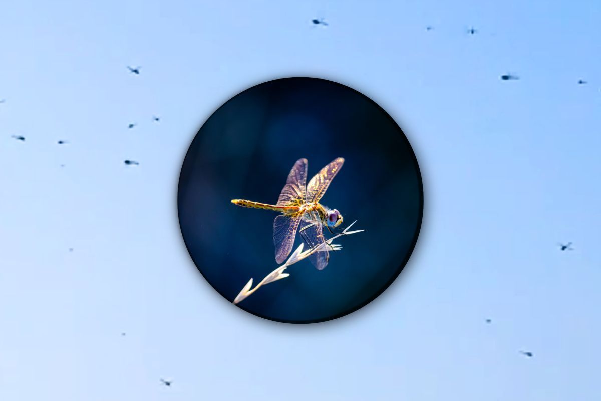 Migliaia di libellule in cielo