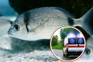 Una ambulanza ed un sarago in mare