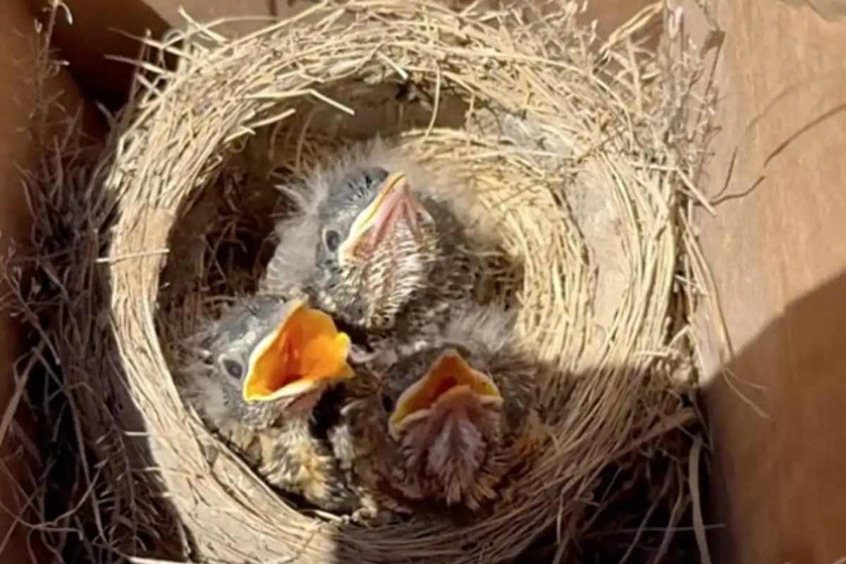 Nido con tre uccellini