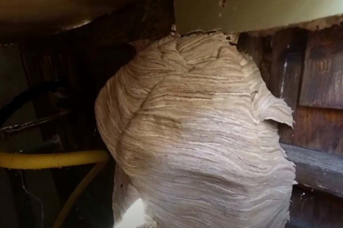 Nido di calabroni gigante