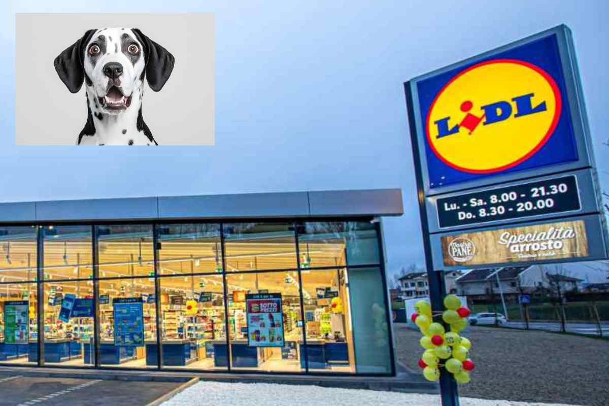Se hai un cane questo accessorio mi ha salvato la vita: l’ho preso al Lidl e l’ho pagato meno di 5€