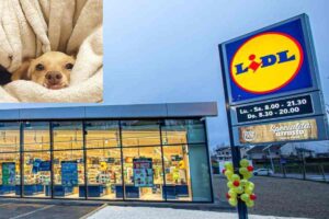 Non sapevo come aiutare cane con caldo