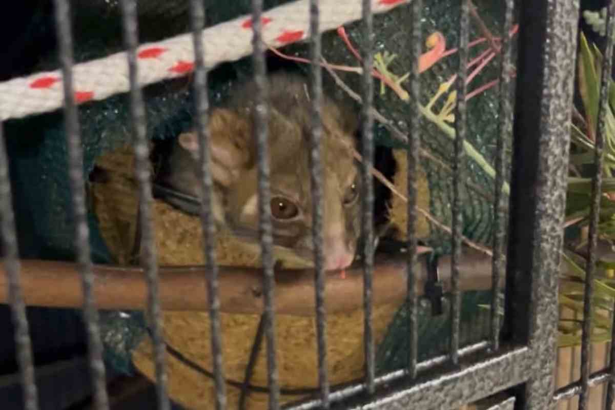 Trova ammasso peli giardino scopre animale
