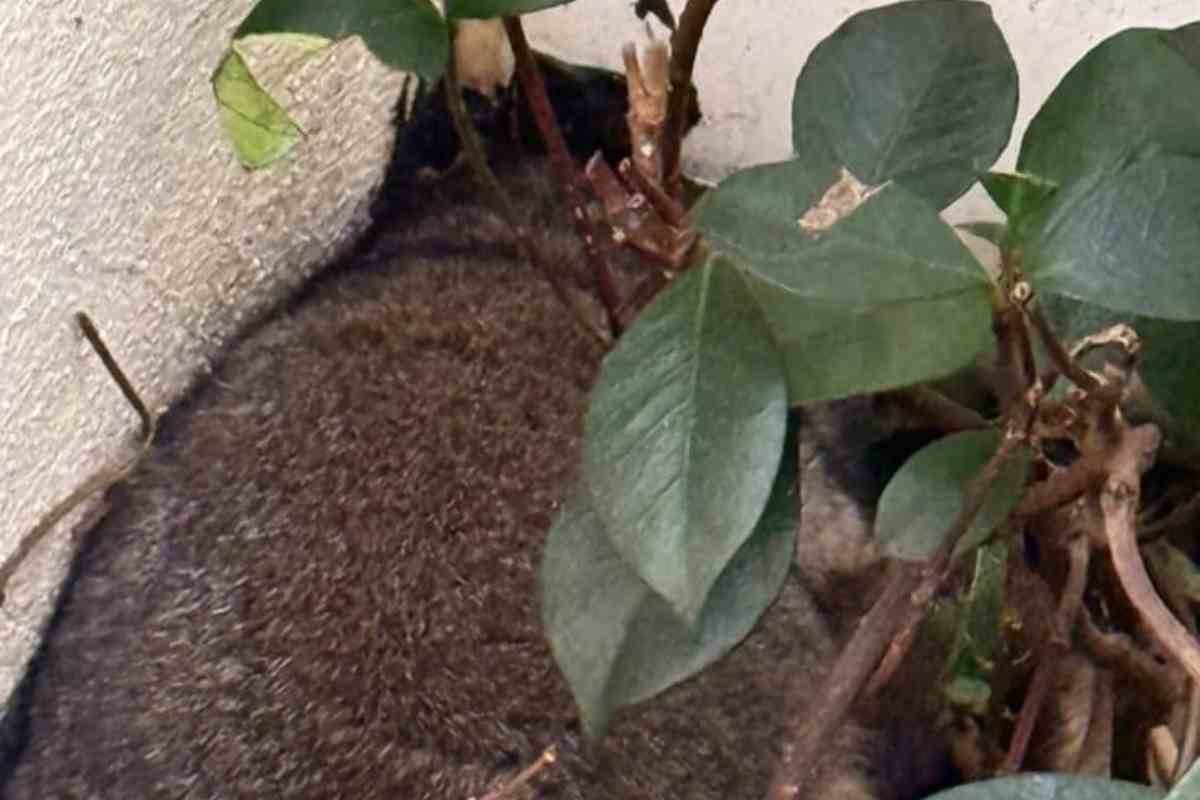 Trova ammasso peli giardino scopre animale