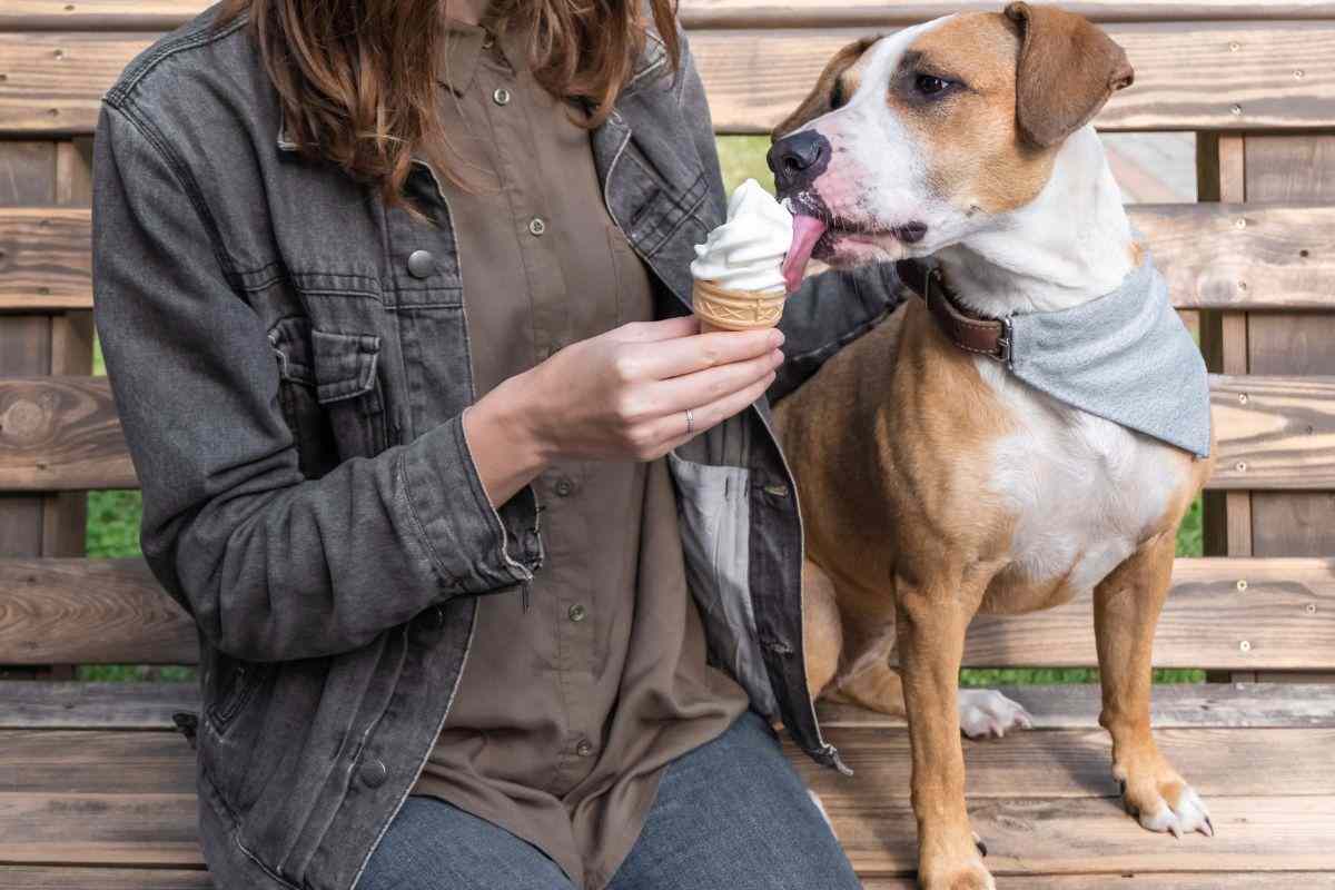 Padrona offre gelato al proprio cane