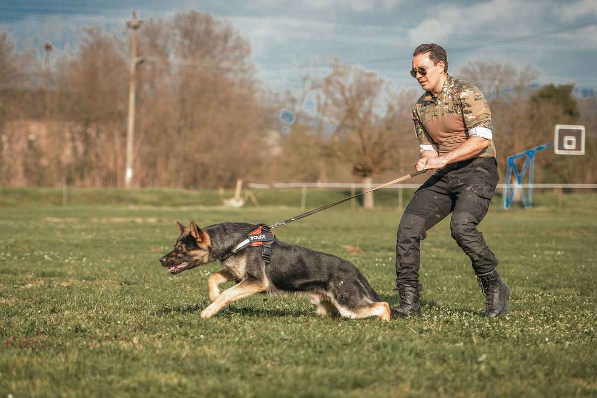 Padrone fatica a tenere il suo cane