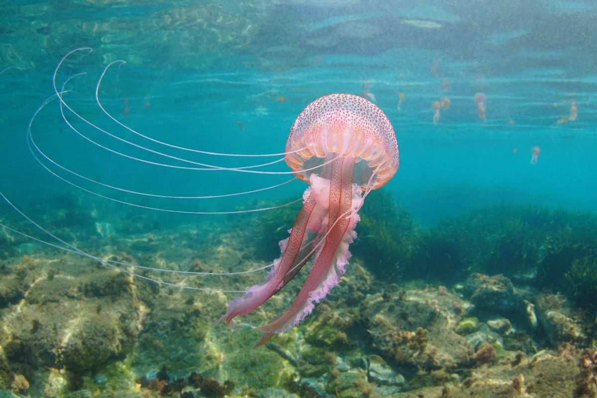 Pelagia noctiluca medusa tra le più diffuse