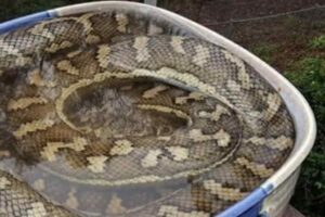 Dopo il temporale lo trovano in giardino