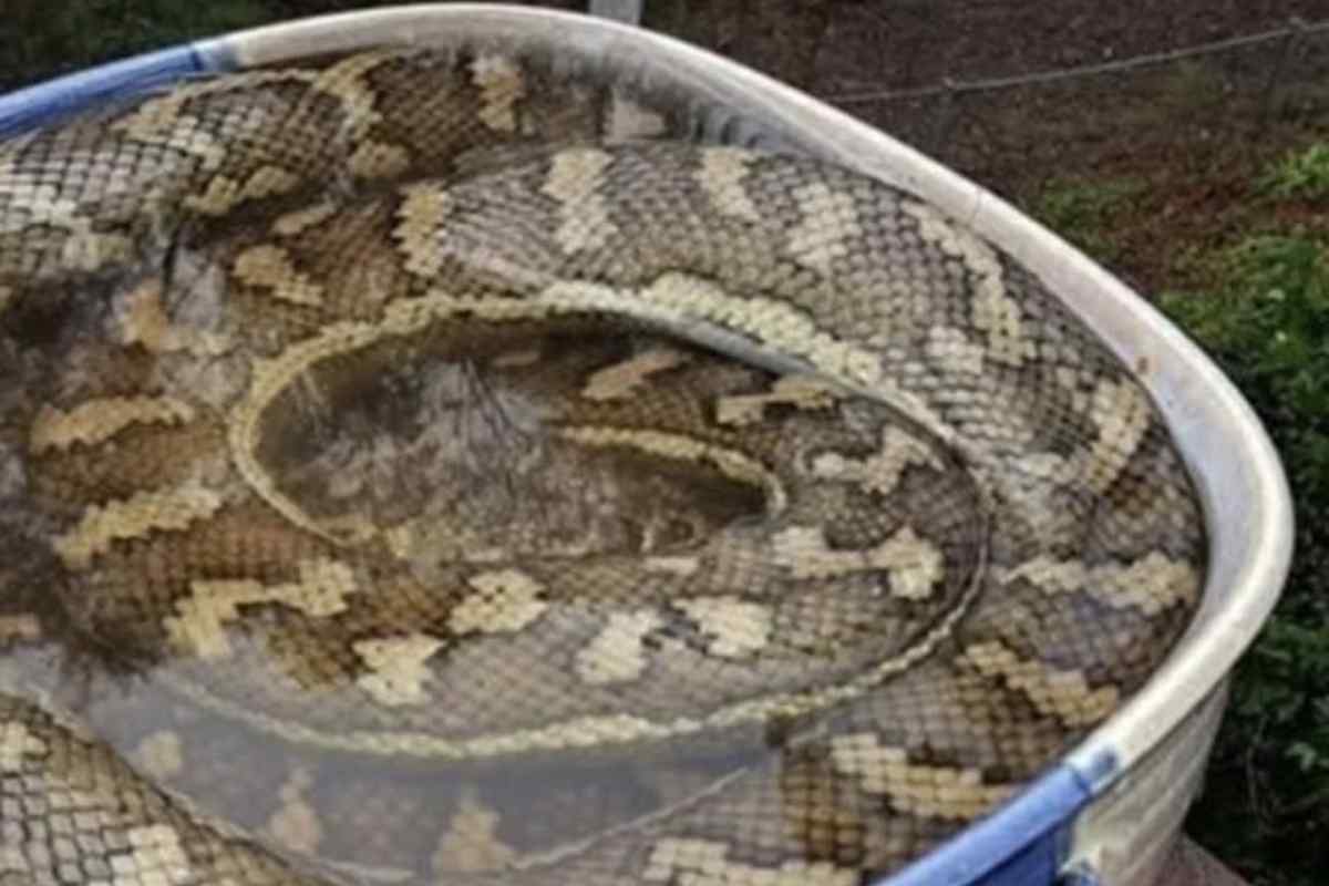 Dopo il temporale lo trovano in giardino