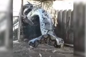 Pitone semina panico video