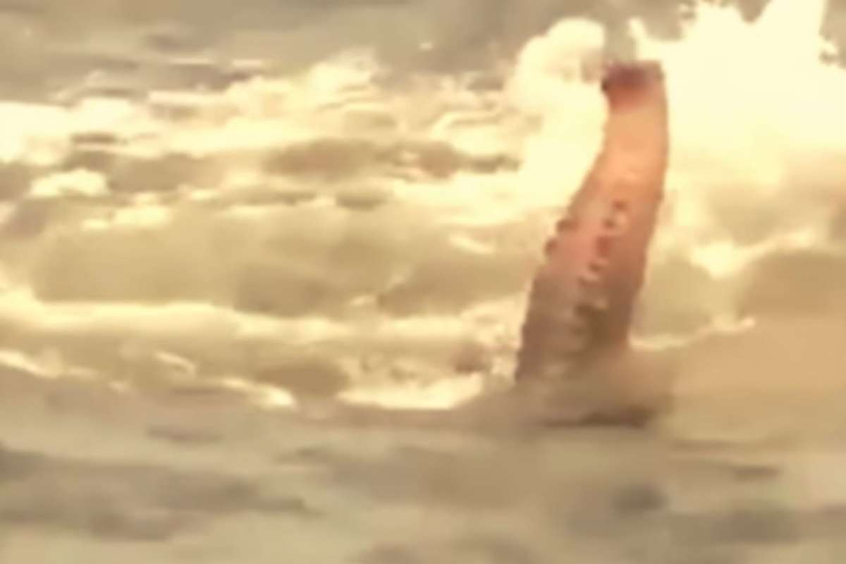 I marinai trovano elefante in acqua
