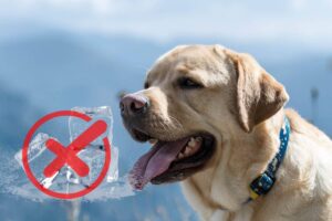 cane che sente caldo e cubetti di ghiaccio con una x rossa sopra