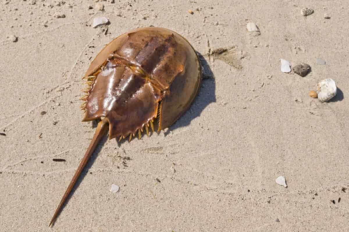 granchio a ferro di cavallo in spiaggia