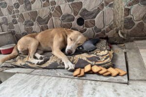 Cucciolo sdraiato su una coperta con dei biscotti
