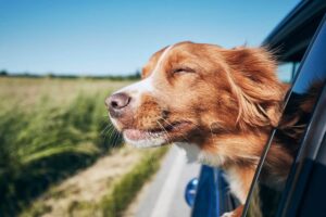 Cane con il muso al vento fuori dal finestrino
