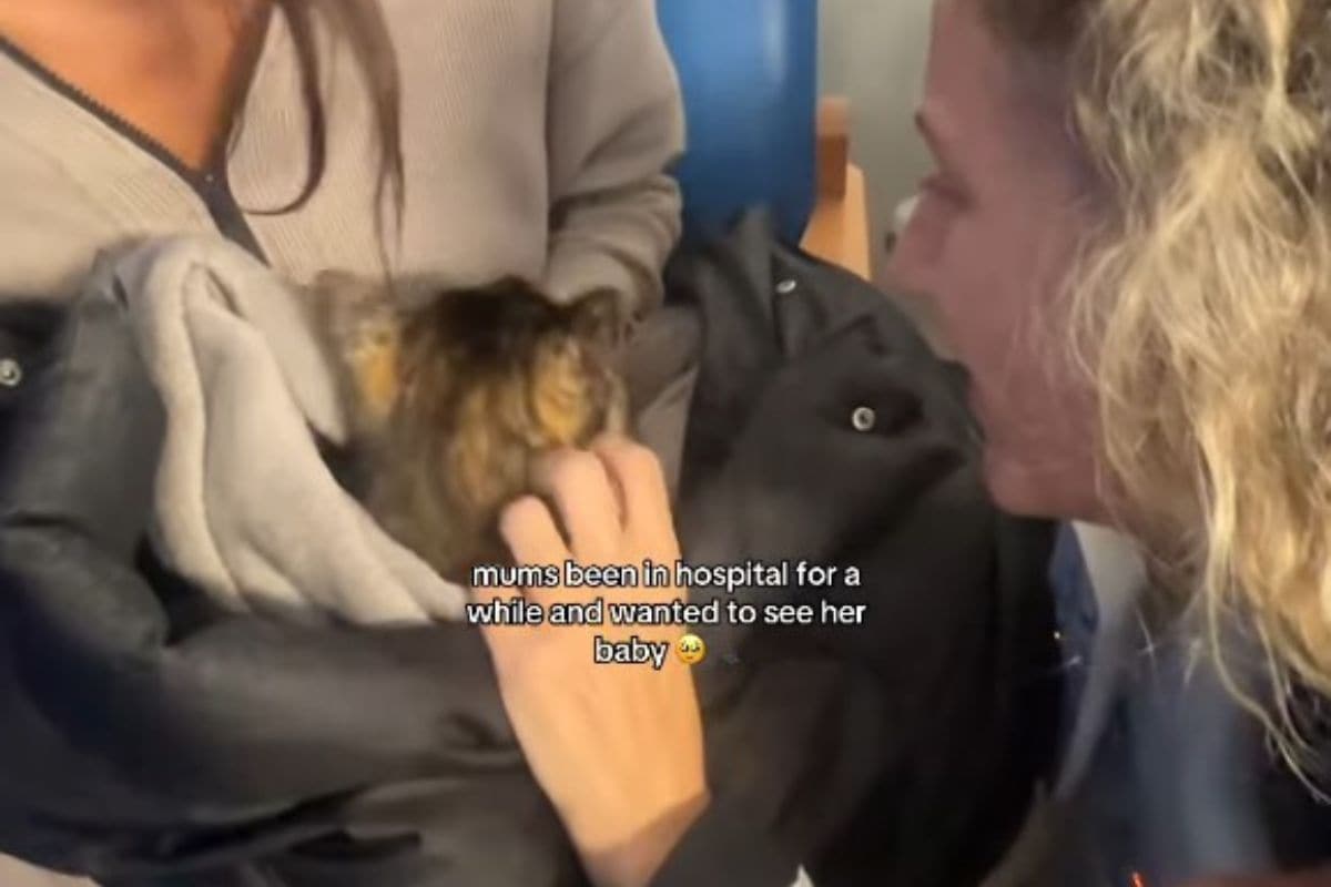 screen video donna vede il suo gatto dopo settimane 