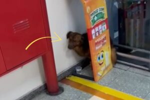 screen video del cucciolo che viveva dietro un cartone