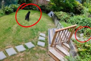 screen videosorveglianza orso in giardino