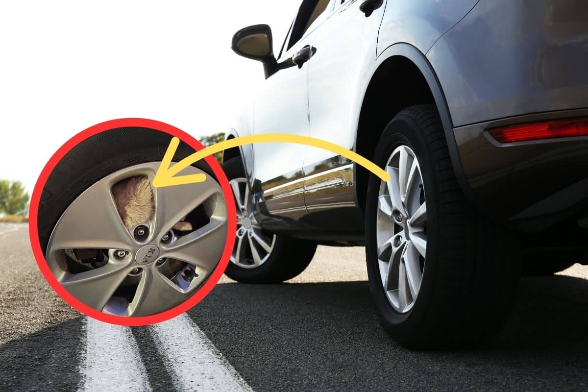 Auto sulla strada e una freccia che indica la ruota con un gatto incastrato all'interno