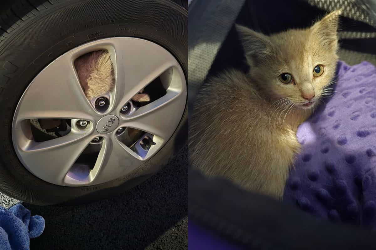 Gatto incastrato nella ruota e gattino salvato
