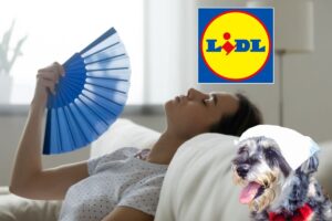 donna con ventaglio, cane con un asciugamano fresco in testa e logo lidl