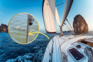 barca in mare con immagine sfocata dell'animale salvato