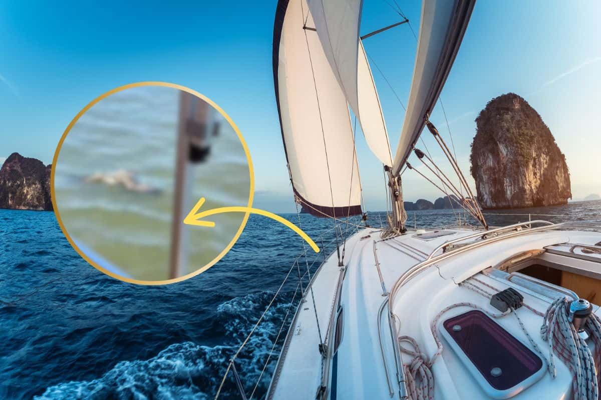 barca in mare con immagine sfocata dell'animale salvato