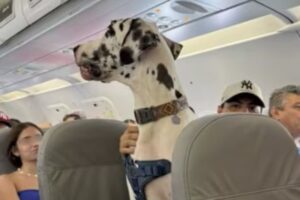 screen cane a bordo aereo