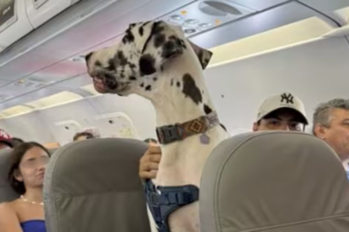 screen cane a bordo aereo