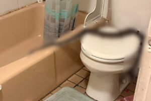 bagno con pitone sul water oscurato