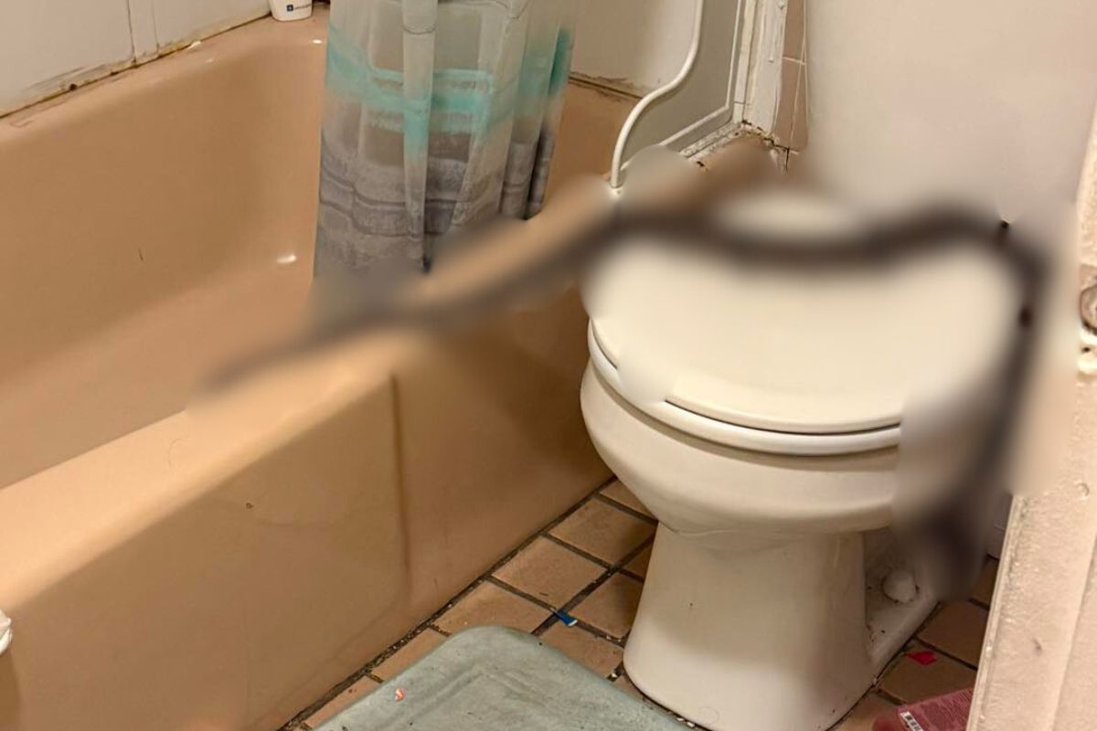 bagno con pitone sul water oscurato