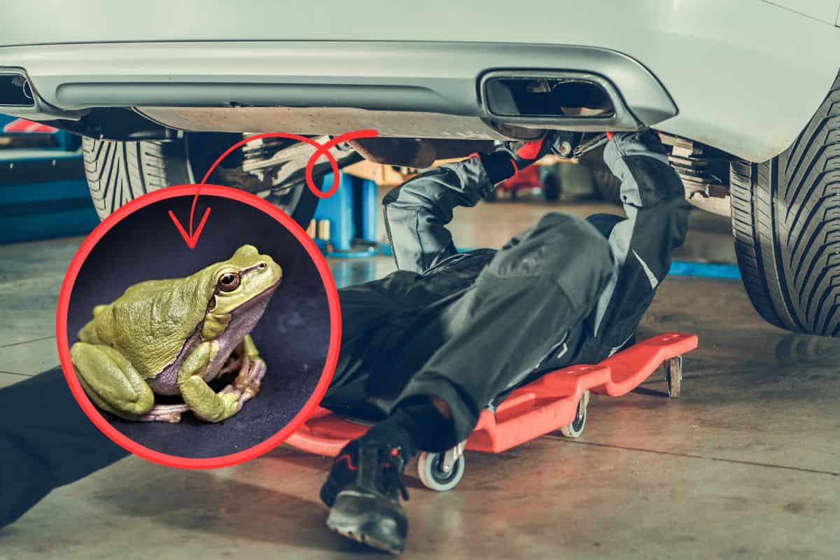 meccanico sotto l'auto, in una cornice un rospo