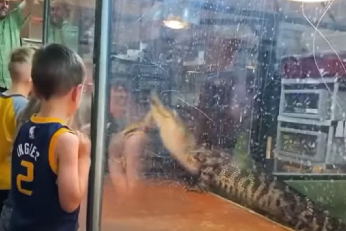 coccodrillo in gabbia che sferra attacco davanti ai bambini