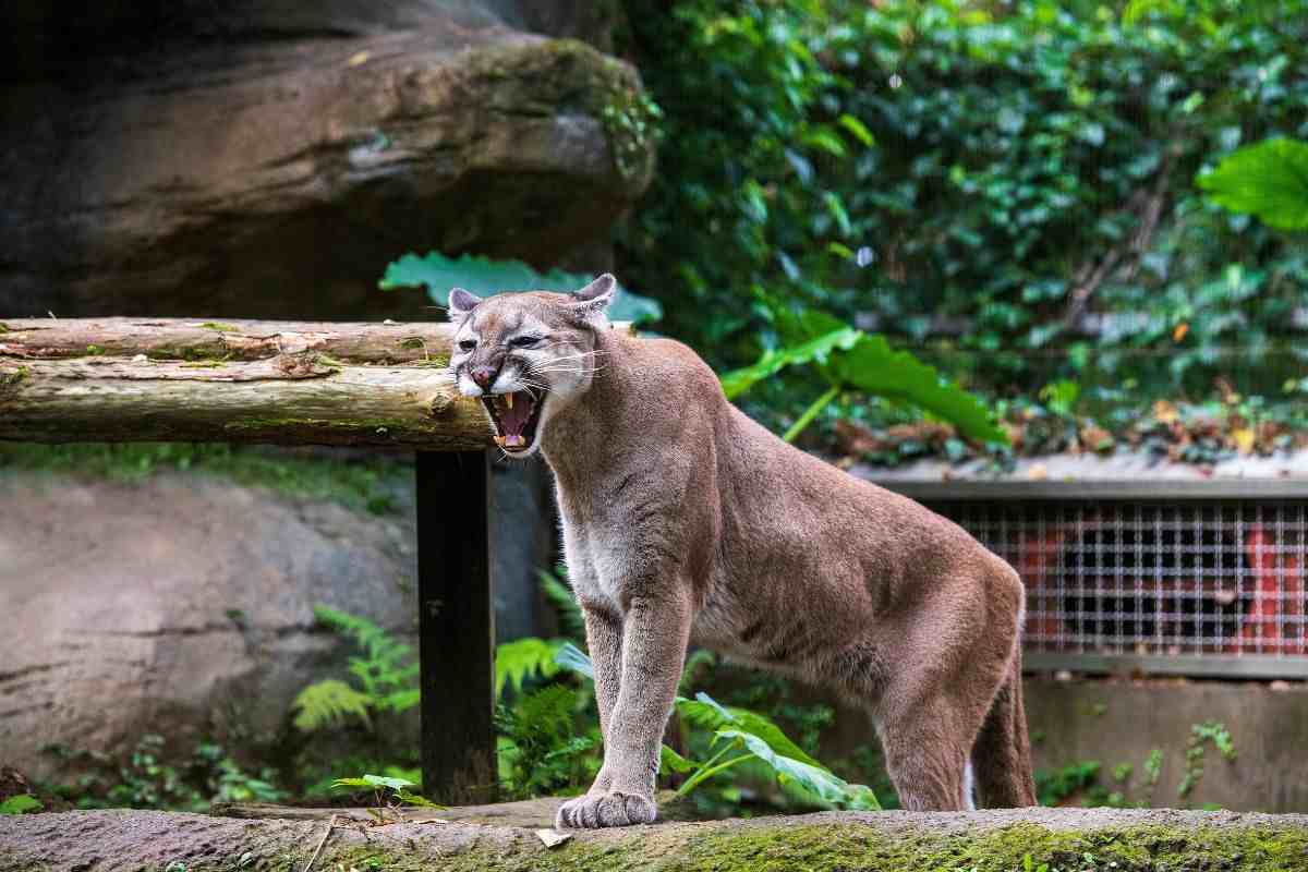 Puma soffia all'interno di un parco