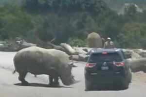 Rinoceronte infuriato