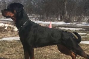 Cane Rottweiler