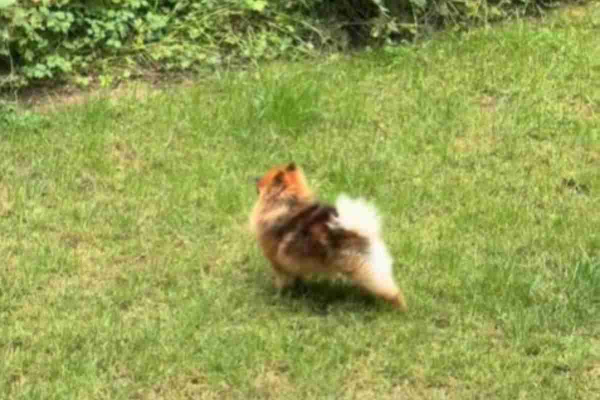 Cane di nome Scout