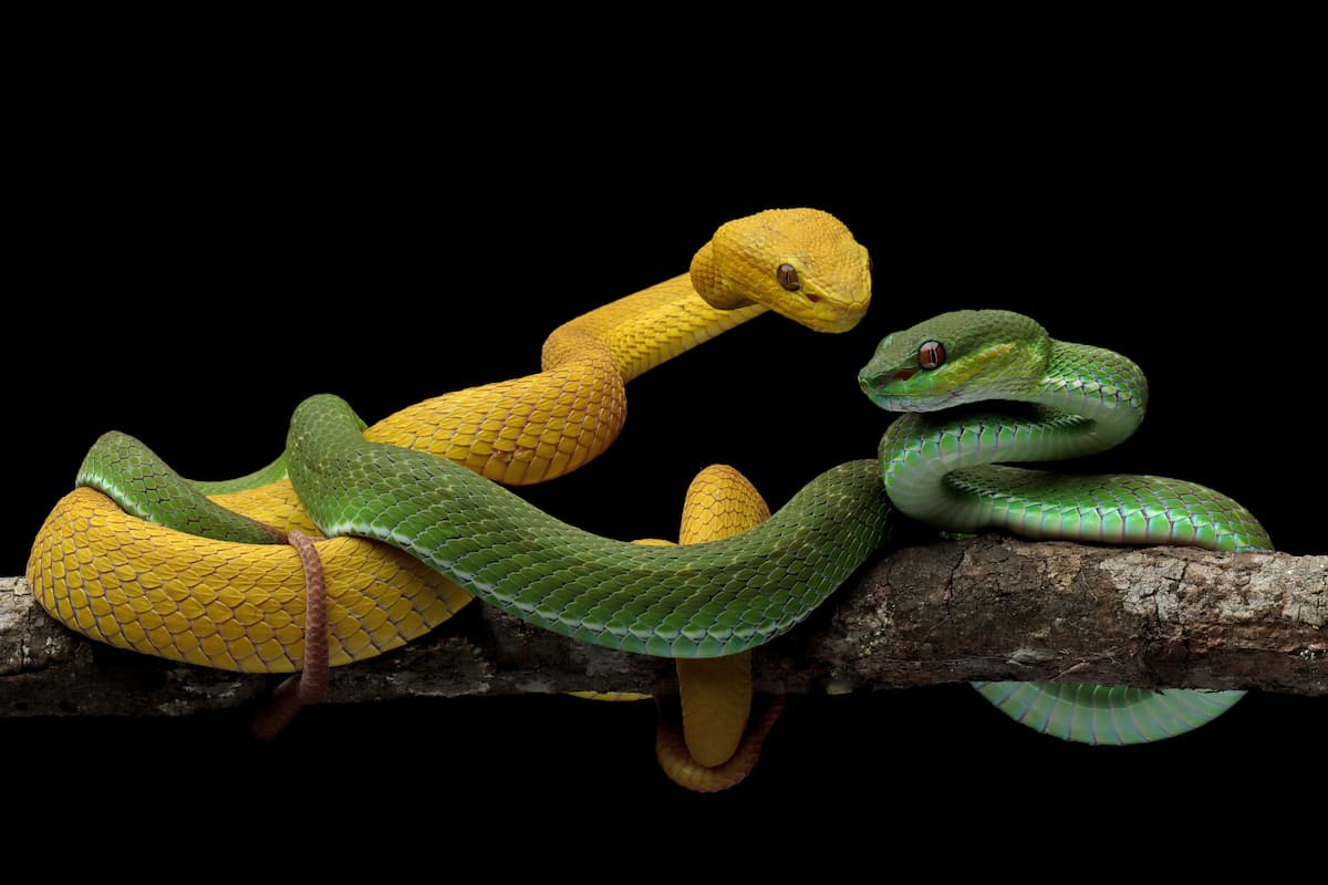 Castellabate, 27enne morso da un serpente mentre passeggia: salvato dai soccorritori