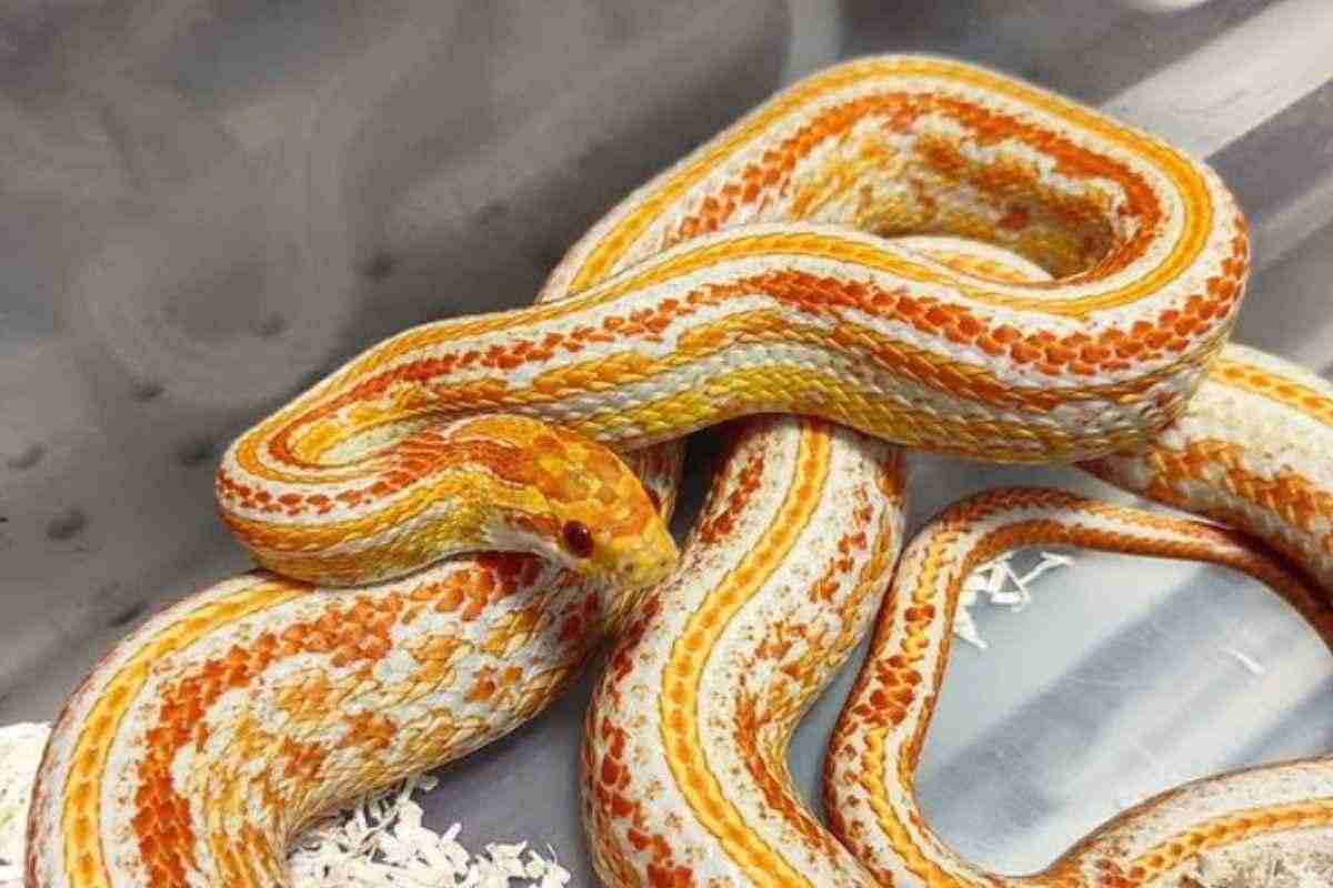 Serpente