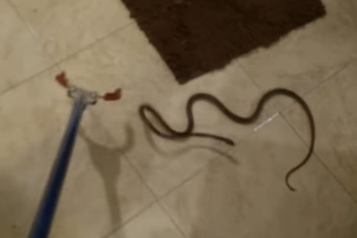 Torna a casa e trova un serpente