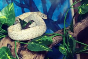 Serpente del grano