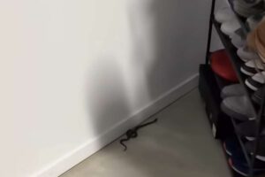 Serpente si era nascosto
