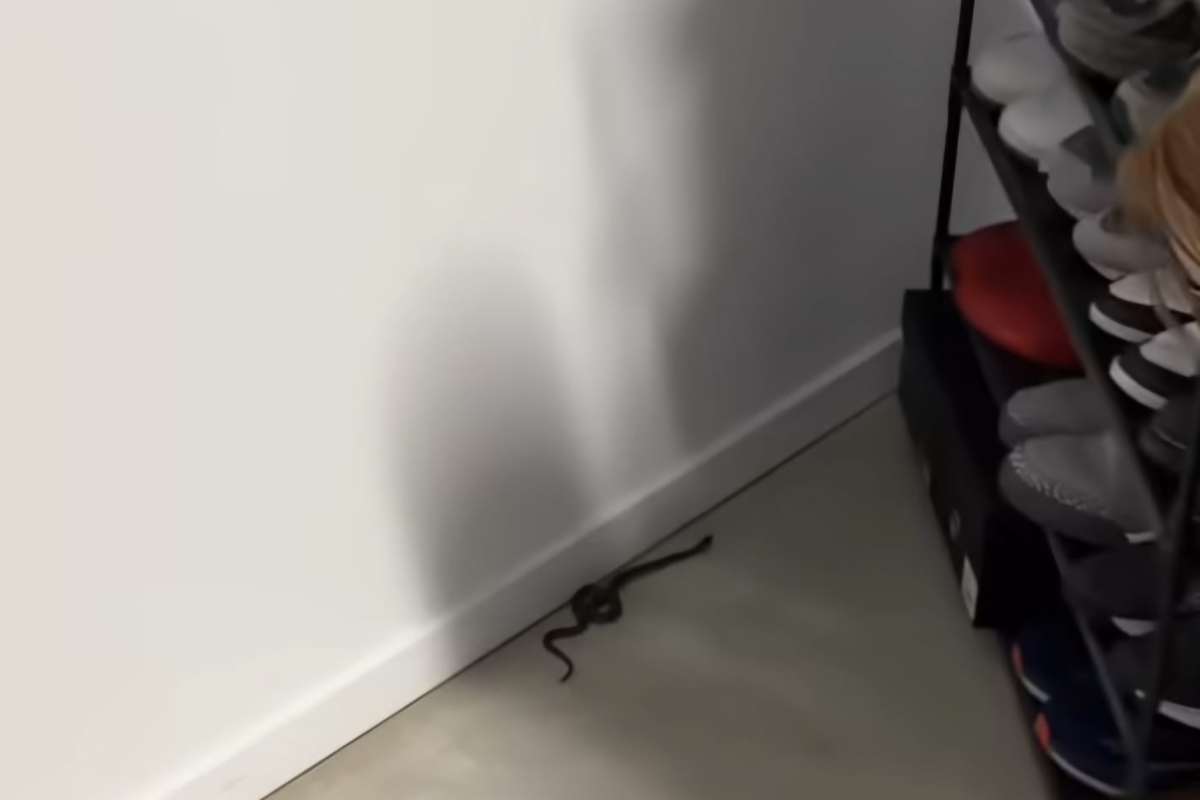 Serpente si era nascosto