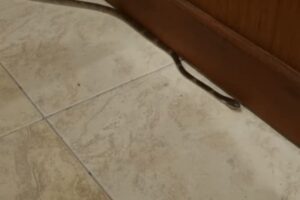Torna a casa e trova un serpente