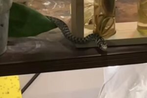 Sente rumore c'è un serpente in casa