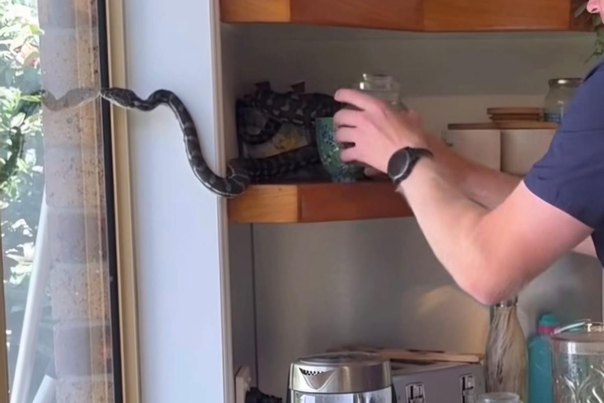 Serpente tra i barattoli paura
