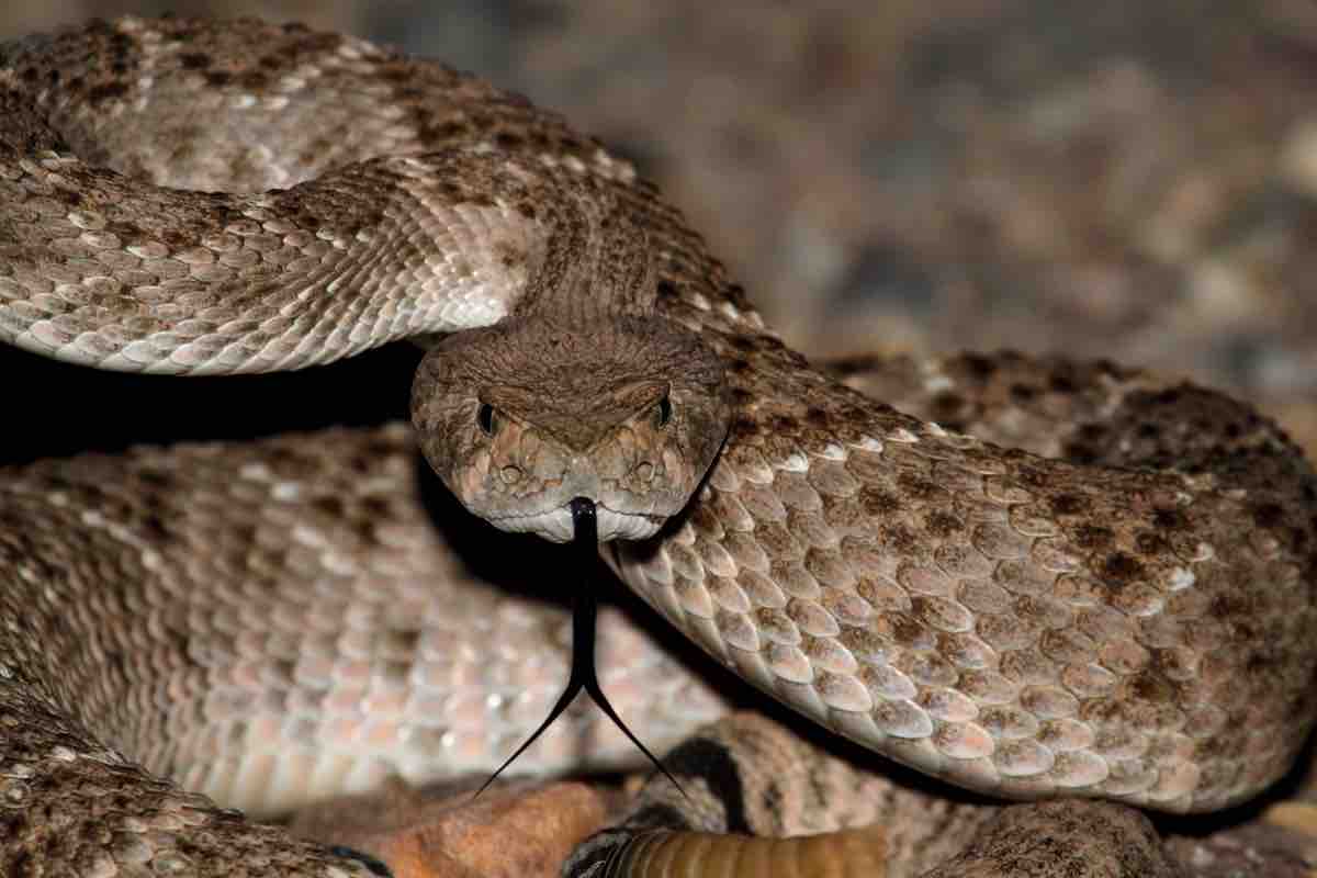 Serpente ragazzo